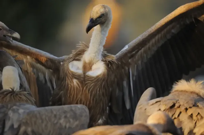 Framed Print : Griffon vulture (Gyps fulvus) with wings outstretched, Montejo de la Vega, Segovia Framed Print : Griffon vulture (Gyps fulvus) with wings outstretched, Montejo de la Vega, Segovia