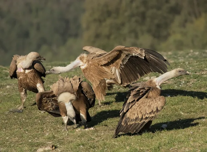 Framed Print : Four Griffon vultures (Gyps fulvus) feeding and competing for food on hillside, Lamiana, Aragon, Pyrenees, Spain. April Framed Print : Four Griffon vultures (Gyps fulvus) feeding and competing for food on hillside, Lamiana, Aragon, Pyrenees, Spain. April