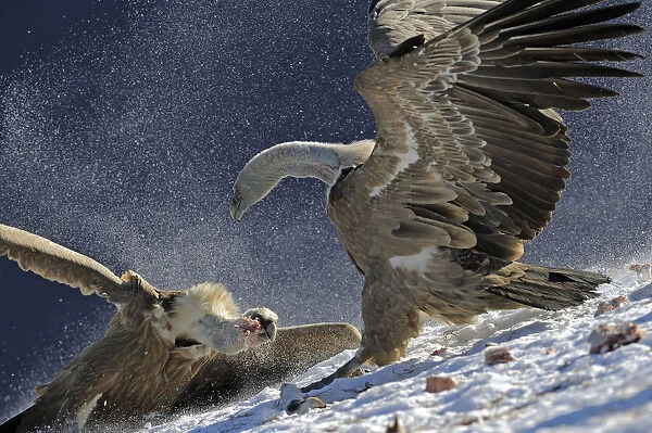 Griffon vultures (Gyps fulvus) fighting over food, Cebollar, Torla, Aragon, Spain