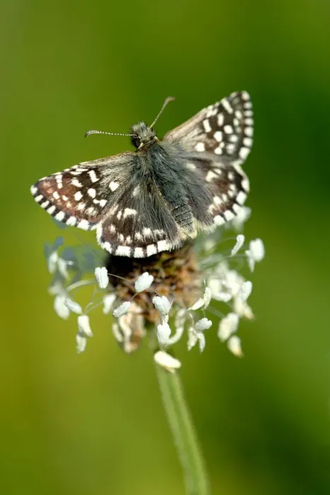 Framed Print : Grizzled skipper butterfly {Pyrgus malvae}, Dorset. UK