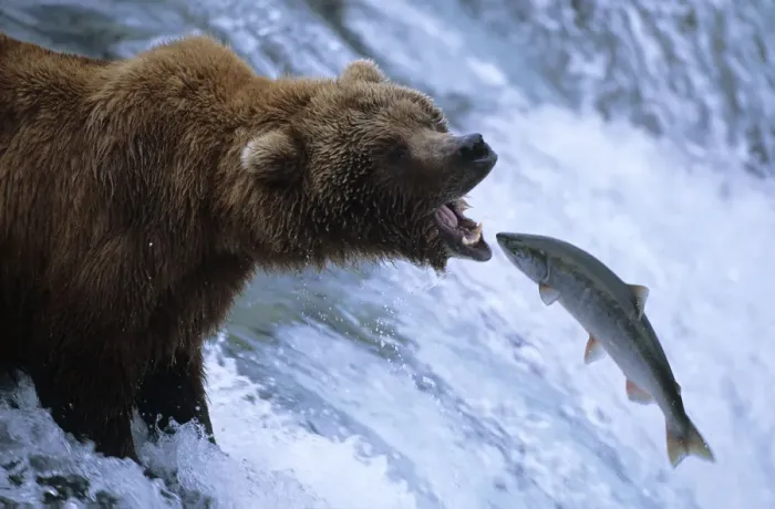 Framed Print : Grizzly bear catching salmon, Brooks river, Katmai NP {Ursus arctos horribilis} Framed Print : Grizzly bear catching salmon, Brooks river, Katmai NP {Ursus arctos horribilis}