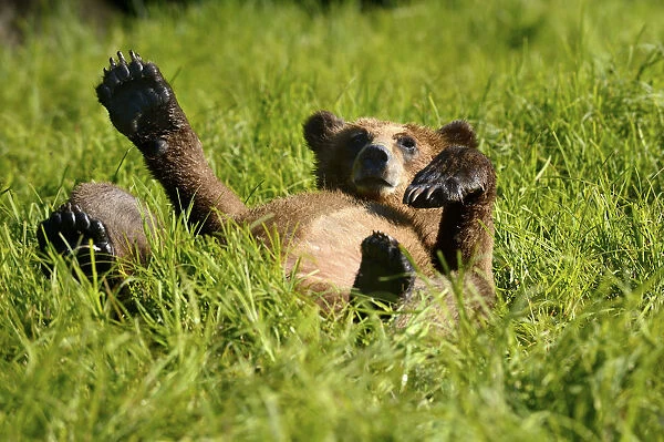 Grizzly bear cub (Ursus arctos horribilis) resting in the sedges, Khutzeymateen Grizzly