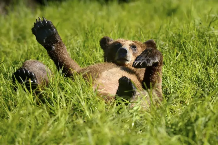 Framed Print : Grizzly bear cub (Ursus arctos horribilis) resting in the sedges, Khutzeymateen Grizzly Framed Print : Grizzly bear cub (Ursus arctos horribilis) resting in the sedges, Khutzeymateen Grizzly