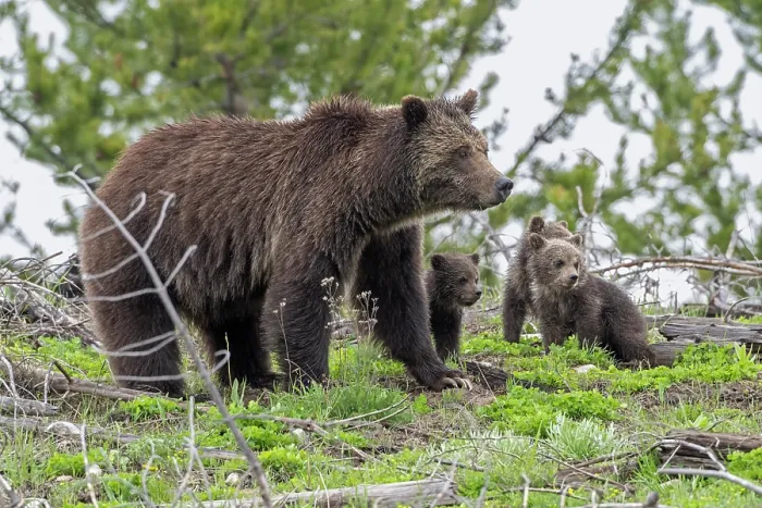 Framed Print : Grizzly bear (Ursus arctos) female with three cubs, portrait, Yellowstone National Park, Wyoming, USA. April Framed Print : Grizzly bear (Ursus arctos) female with three cubs, portrait, Yellowstone National Park, Wyoming, USA. April