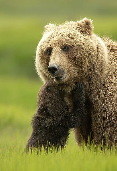 Grizzly bear (Ursus arctos) female and nuzzling cub, Lake Clark National Park, Silver Salmon, Alaska. July