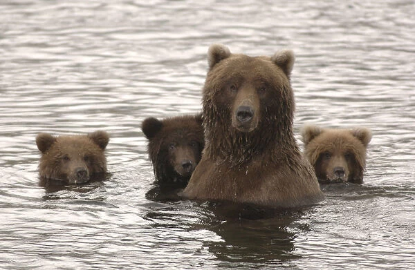 Grizzly bear (Ursus arctos horribilis) female with cubs on alert, Brooks River, Katmai