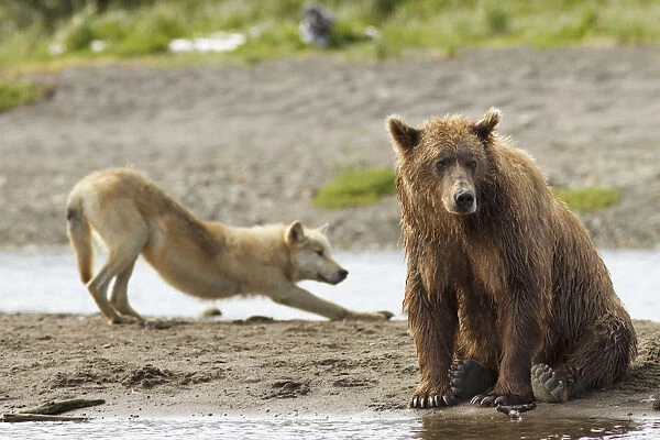 Grizzly bear (Ursus arctos horribilis) with Grey wolf (Canis lupus) stretching behind