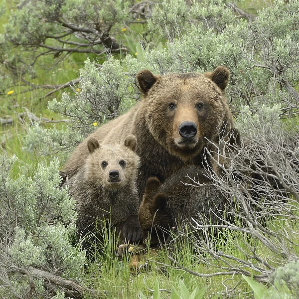 Grizzly Bear (Ursus arctos horribilis) mother and cubs. Grand Teton National Park