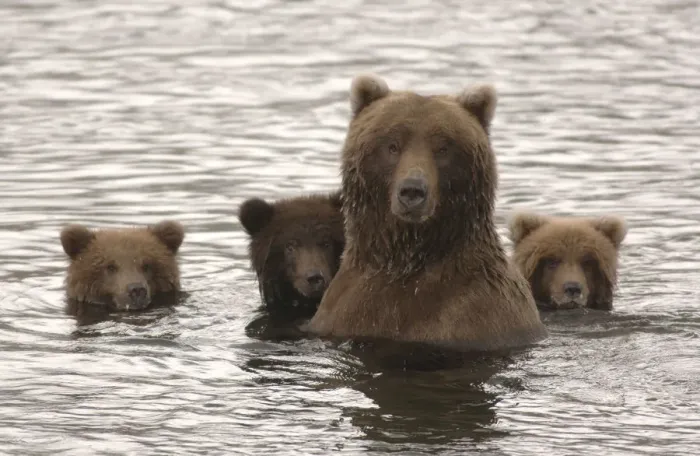 Framed Print : Grizzly bear (Ursus arctos horribilis) female with cubs on alert, Brooks River, Katmai Framed Print : Grizzly bear (Ursus arctos horribilis) female with cubs on alert, Brooks River, Katmai