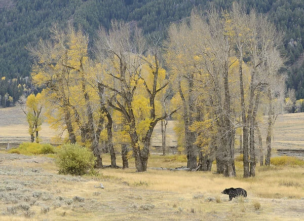 Grizzly bear (Ursus arctos horribilis) in grassland, Yellowstone National Park, Wyoming