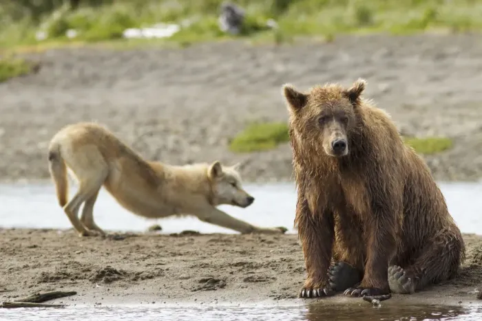 Framed Print : Grizzly bear (Ursus arctos horribilis) with Grey wolf (Canis lupus) stretching behind