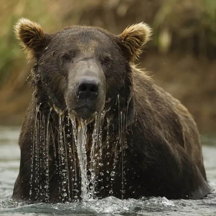 Framed Print : Grizzly Bear (Ursus arctos horribilis) male in water. Coastal Katmai National Park Framed Print : Grizzly Bear (Ursus arctos horribilis) male in water. Coastal Katmai National Park