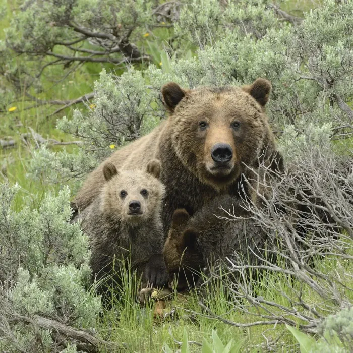 Framed Print : Grizzly Bear (Ursus arctos horribilis) mother and cubs. Grand Teton National Park Framed Print : Grizzly Bear (Ursus arctos horribilis) mother and cubs. Grand Teton National Park