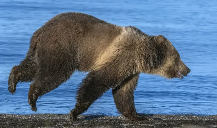 Framed Print : Grizzly bear (Ursus arctos horribilis) running along shore of Yellowstone Lake at sunrise