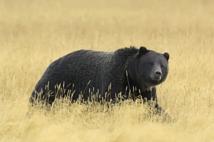 Framed Print : Grizzly bear (Ursus arctos horribilis) walking through long grass, Yellowstone NP Framed Print : Grizzly bear (Ursus arctos horribilis) walking through long grass, Yellowstone NP