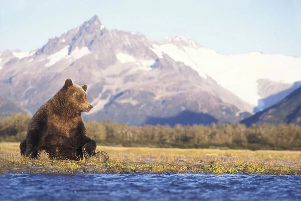 Grizzly bear (Ursus arctos horribils) sow sits in riverbed with a mountain range in background