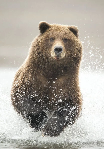 Grizzly bear (Ursus arctos) running through water, Lake Clark National Park, Alaska