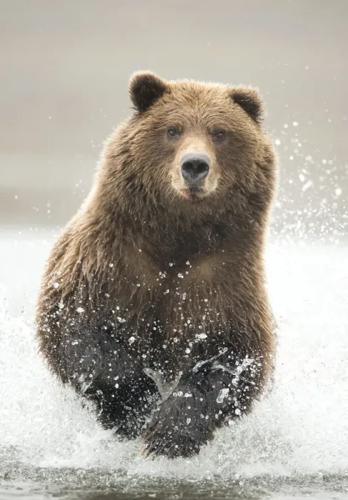 Framed Print : Grizzly bear (Ursus arctos) running through water, Lake Clark National Park, Alaska