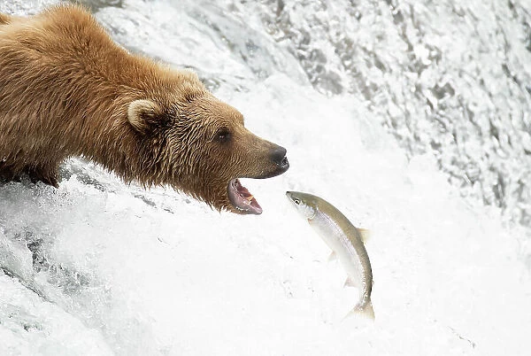 Grizzly bear (Ursus arctos) standing at top of waterfall catching Salmon (Salmo sp. ), Brooks Falls, Katmai National Park, Alaska. July