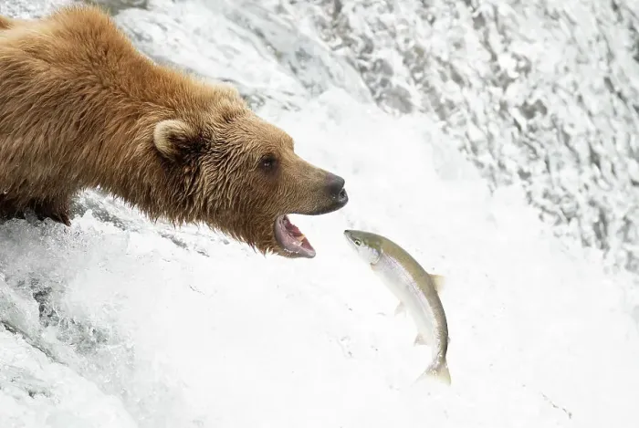 Framed Print : Grizzly bear (Ursus arctos) standing at top of waterfall catching Salmon (Salmo sp. ), Brooks Falls, Katmai National Park, Alaska. July Framed Print : Grizzly bear (Ursus arctos) standing at top of waterfall catching Salmon (Salmo sp. ), Brooks Falls, Katmai National Park, Alaska. July