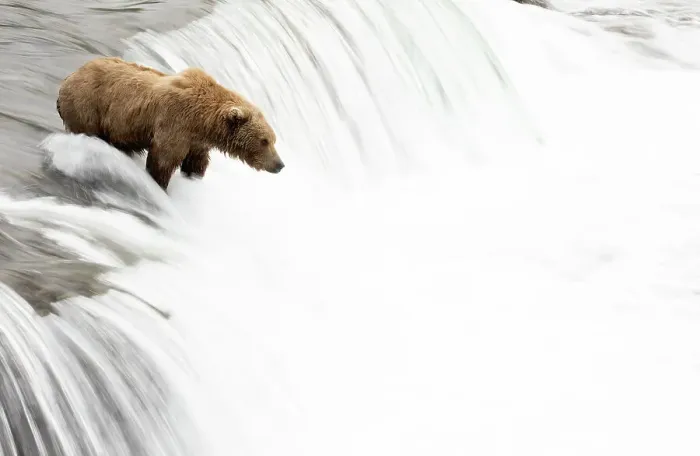 Framed Print : Grizzly bear (Ursus arctos) watching for Salmon at top of waterfall, Brooks Falls, Katmai National Park, Alaska, USA. July Framed Print : Grizzly bear (Ursus arctos) watching for Salmon at top of waterfall, Brooks Falls, Katmai National Park, Alaska, USA. July