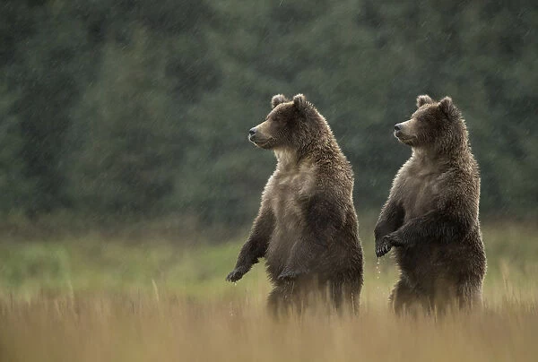 Grizzly Bears (Ursus arctos) standing in heavy rain, Lake Clarke National Park, Alaska