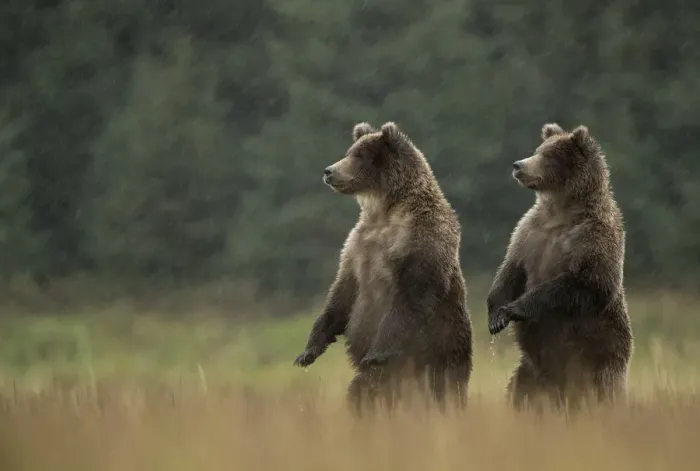 Framed Print : Grizzly Bears (Ursus arctos) standing in heavy rain, Lake Clarke National Park, Alaska Framed Print : Grizzly Bears (Ursus arctos) standing in heavy rain, Lake Clarke National Park, Alaska