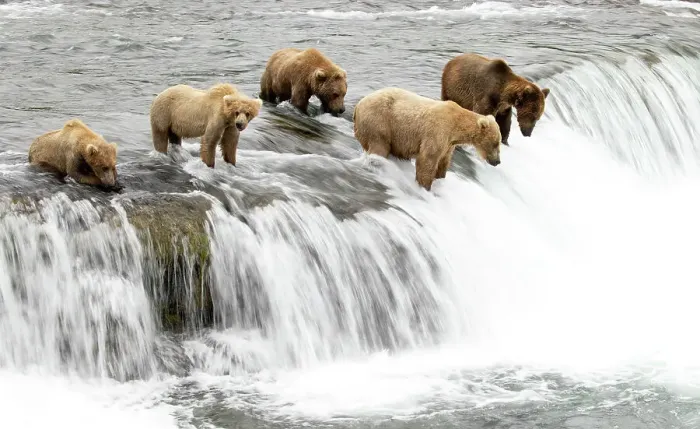 Framed Print : Five Grizzly bears (Ursus arctos) standing at top of waterfall fishing for Salmon, Brooks Falls, Katmai National Park, Alaska, USA. July Framed Print : Five Grizzly bears (Ursus arctos) standing at top of waterfall fishing for Salmon, Brooks Falls, Katmai National Park, Alaska, USA. July