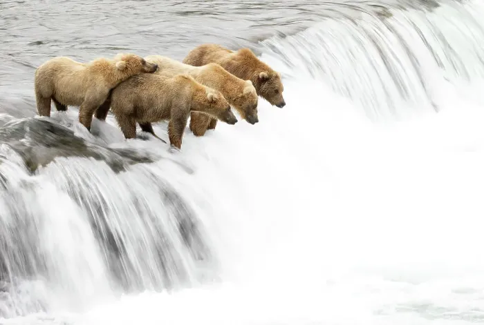 Framed Print : Grizzly bears (Ursus arctos) on a waterfall, waiting for leaping Salmon, Brooks Falls, Katmai National Park, Alaska, USA. July Framed Print : Grizzly bears (Ursus arctos) on a waterfall, waiting for leaping Salmon, Brooks Falls, Katmai National Park, Alaska, USA. July