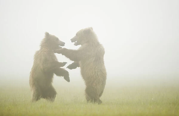 Grizzly cubs (Ursus arctos) two play fighting in the mist, near Brooks Falls in Katmai