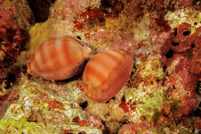 Framed Print : Groove-tooth cowries (Cypraea sulcidentata) resting on reef, Hawaii, Pacific Ocean Framed Print : Groove-tooth cowries (Cypraea sulcidentata) resting on reef, Hawaii, Pacific Ocean