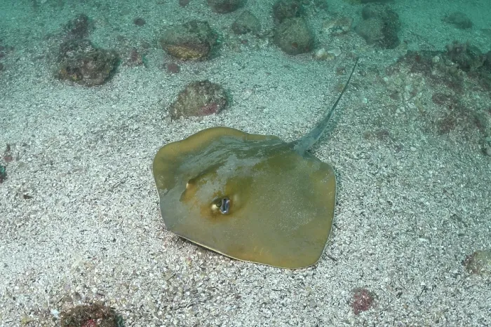 Framed Print : Groovebelly stingray (Dasyatis hypostigma) resting on seabed, Buzios, Brazil, southwest Atlantic Ocean. Endangered Framed Print : Groovebelly stingray (Dasyatis hypostigma) resting on seabed, Buzios, Brazil, southwest Atlantic Ocean. Endangered