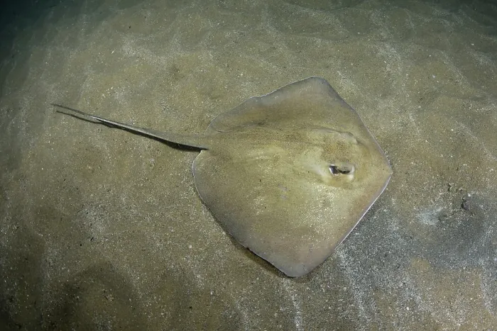 Framed Print : Groovebelly stingray (Dasyatis hypostigma) resting on seabed, Buzios, Brazil, southwest Atlantic Ocean. Endangered Framed Print : Groovebelly stingray (Dasyatis hypostigma) resting on seabed, Buzios, Brazil, southwest Atlantic Ocean. Endangered