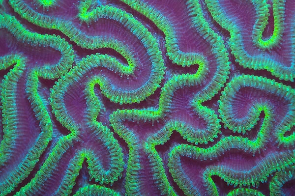 Grooved brain coral (Diploria labyrinthiformis) at night with polyps extended to feed, Grand Cayman, Cayman Islands, British West Indies. Caribbean Sea