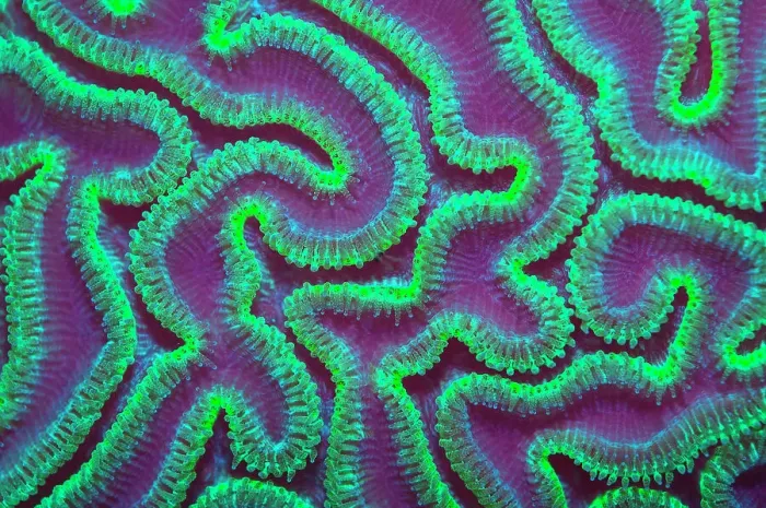 Framed Print : Grooved brain coral (Diploria labyrinthiformis) at night with polyps extended to feed, Grand Cayman, Cayman Islands, British West Indies. Caribbean Sea