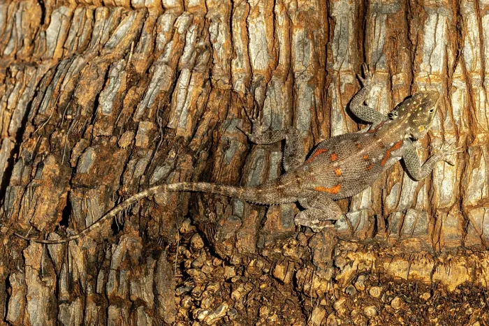Framed Print : Ground agama (agama aculeata) camouflaged on trunk of Palm tree, Tsavo East National Park, Kenya