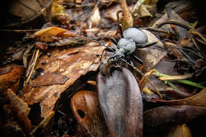 Framed Print : Ground beetle (Cychrus attenuatus) preying on larva on the forest floor at night, Lucerne, Switzerland. September Framed Print : Ground beetle (Cychrus attenuatus) preying on larva on the forest floor at night, Lucerne, Switzerland. September