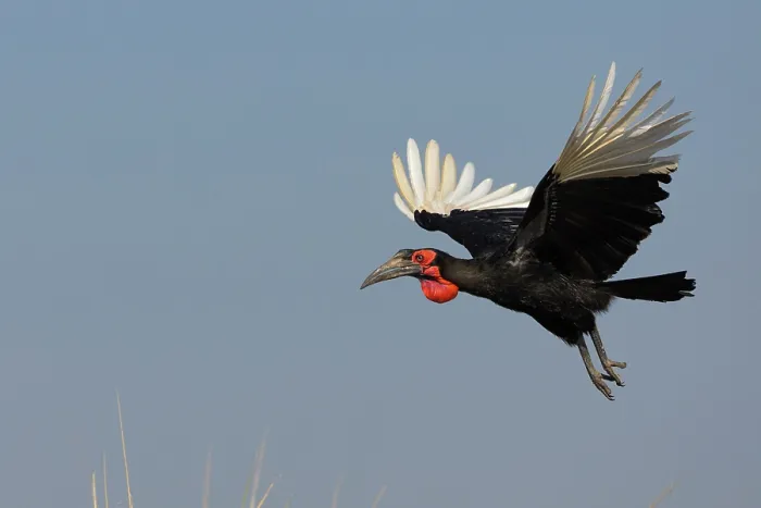 Framed Print : Ground hornbill (Bucorvus leadbeateri) in flight, Chobe National Park, Botswana Framed Print : Ground hornbill (Bucorvus leadbeateri) in flight, Chobe National Park, Botswana