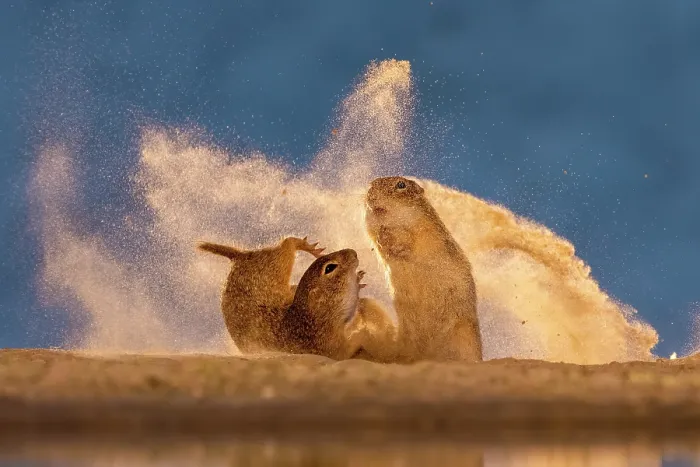 Framed Print : Ground squirrels fighting, Kiskunsag National Park, Hungary. June. Nature TTL Photographer of the Year Competition 2024 - Winner of Animal Behaviour category Framed Print : Ground squirrels fighting, Kiskunsag National Park, Hungary. June. Nature TTL Photographer of the Year Competition 2024 - Winner of Animal Behaviour category