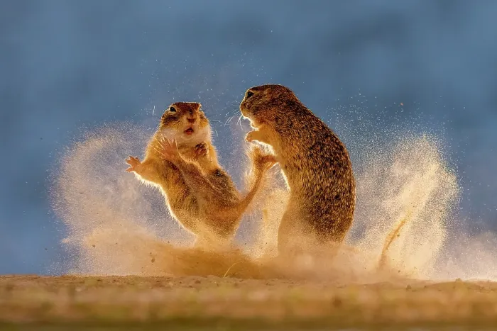 Framed Print : Two Ground squirrels, juveniles, fighting in the dust, Kiskunsag National Park, Hungary. June. Glanzlichter 2024 Photography Competition - Finalist World of Mammals category Framed Print : Two Ground squirrels, juveniles, fighting in the dust, Kiskunsag National Park, Hungary. June. Glanzlichter 2024 Photography Competition - Finalist World of Mammals category