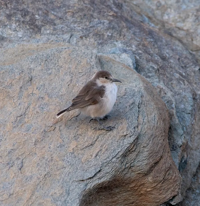 Framed Print : Ground tit (Pseudopodoces humilis) perched on a rock, Hanle, Ladakh, India Framed Print : Ground tit (Pseudopodoces humilis) perched on a rock, Hanle, Ladakh, India