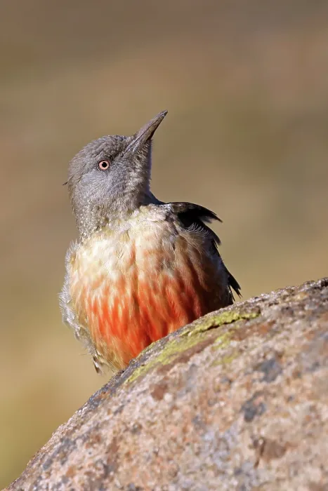 Framed Print : Ground woodpecker (Geocolaptes olivaceus) perched on a rock, Naude's Nek, Eastern Cape, South Africa Framed Print : Ground woodpecker (Geocolaptes olivaceus) perched on a rock, Naude's Nek, Eastern Cape, South Africa