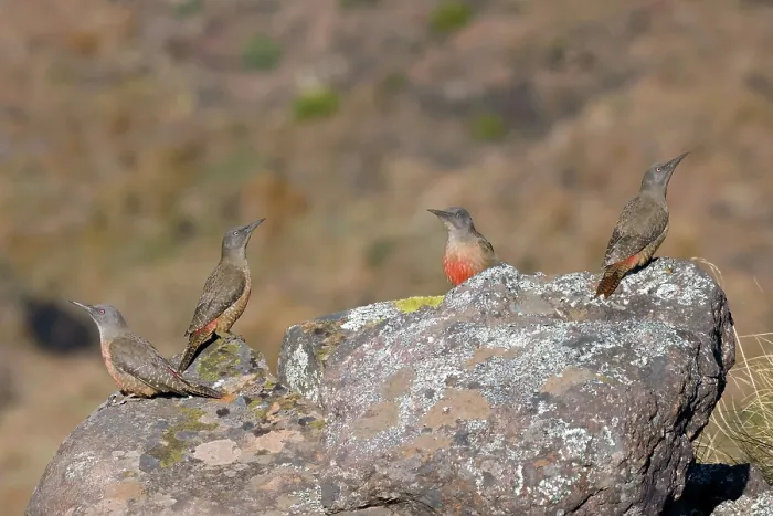 Framed Print : Four Ground woodpeckers (Geocolaptes olivaceus) perched on a rock, Naude's Nek, Eastern Cape, South Africa