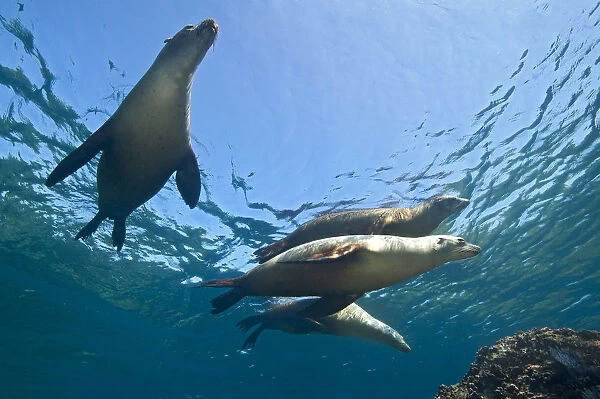 A group of adult female California sealions (Zalophus californianus) bask in the sun at the surface