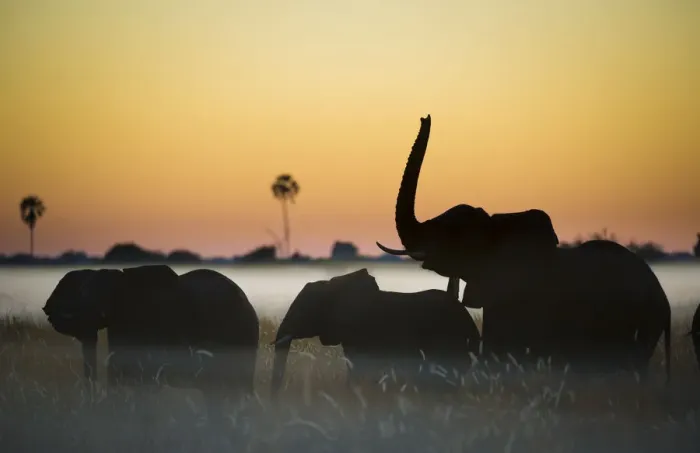 Framed Print : Group of African elephants (Loxodonta africana) silhouetted at sunrise, Okavango Delta, Botswana Framed Print : Group of African elephants (Loxodonta africana) silhouetted at sunrise, Okavango Delta, Botswana