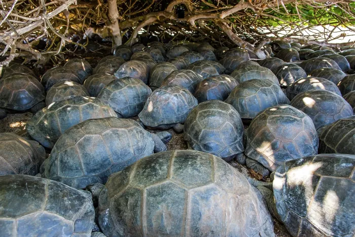 Framed Print : Group of Aldabra giant tortoises (Aldabrachelys gigantea), sheltering from the sun, Cinq Case, Aldabra Atoll, Seychelles Framed Print : Group of Aldabra giant tortoises (Aldabrachelys gigantea), sheltering from the sun, Cinq Case, Aldabra Atoll, Seychelles