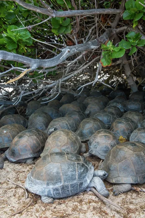 Framed Print : Group of Aldabra giant tortoises (Aldabrachelys gigantea) sheltering from the sun, Aldabra Atoll, Seychelles Framed Print : Group of Aldabra giant tortoises (Aldabrachelys gigantea) sheltering from the sun, Aldabra Atoll, Seychelles