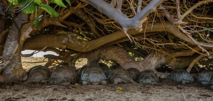 Framed Print : Group of Aldabra giant tortoises (Aldabrachelys gigantea) sheltering from the sun under a tree, Cinq Case, Aldabra Atoll, Seychelles Framed Print : Group of Aldabra giant tortoises (Aldabrachelys gigantea) sheltering from the sun under a tree, Cinq Case, Aldabra Atoll, Seychelles