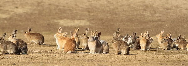 Group of alert adult rabbits, Okunoshima Rabbit island, Takehara, Hiroshima