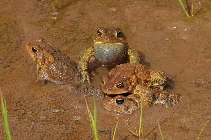 Framed Print : Group of American toads (Anaxyrus americanus) three males with a single female, mating behaviour, Maryland, USA. April Framed Print : Group of American toads (Anaxyrus americanus) three males with a single female, mating behaviour, Maryland, USA. April